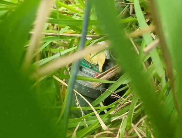 Image of water meter buried under overgrown garden